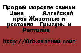 Продам морские свинки › Цена ­ 600 - Алтайский край Животные и растения » Грызуны и Рептилии   